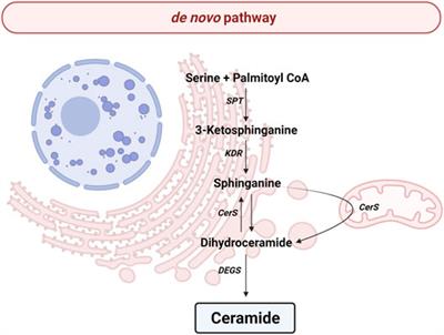 Involvement of Ceramide Metabolism in Cerebral Ischemia